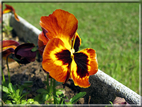 foto Fiori